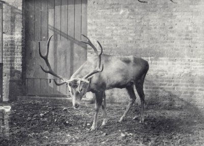 Wallichs Hirsch, auch bekannt als Shou, Zentralasiatischer oder Tibetischer Rothirsch, im Londoner Zoo, Dezember 1917 von Frederick William Bond